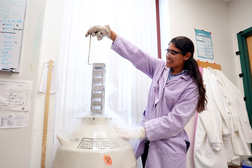 Garcia-Gao-Otoko-Blesso-Lab-ATL_CAHNR_2023-10-06-b_007-sm Chelsea Garcia, a student studying in the Department of Nutritional Sciences in the College of Agriculture, Health and Natural Resources, works in the Blesso Lab in the Advanced Technology Laboratory (ATL).