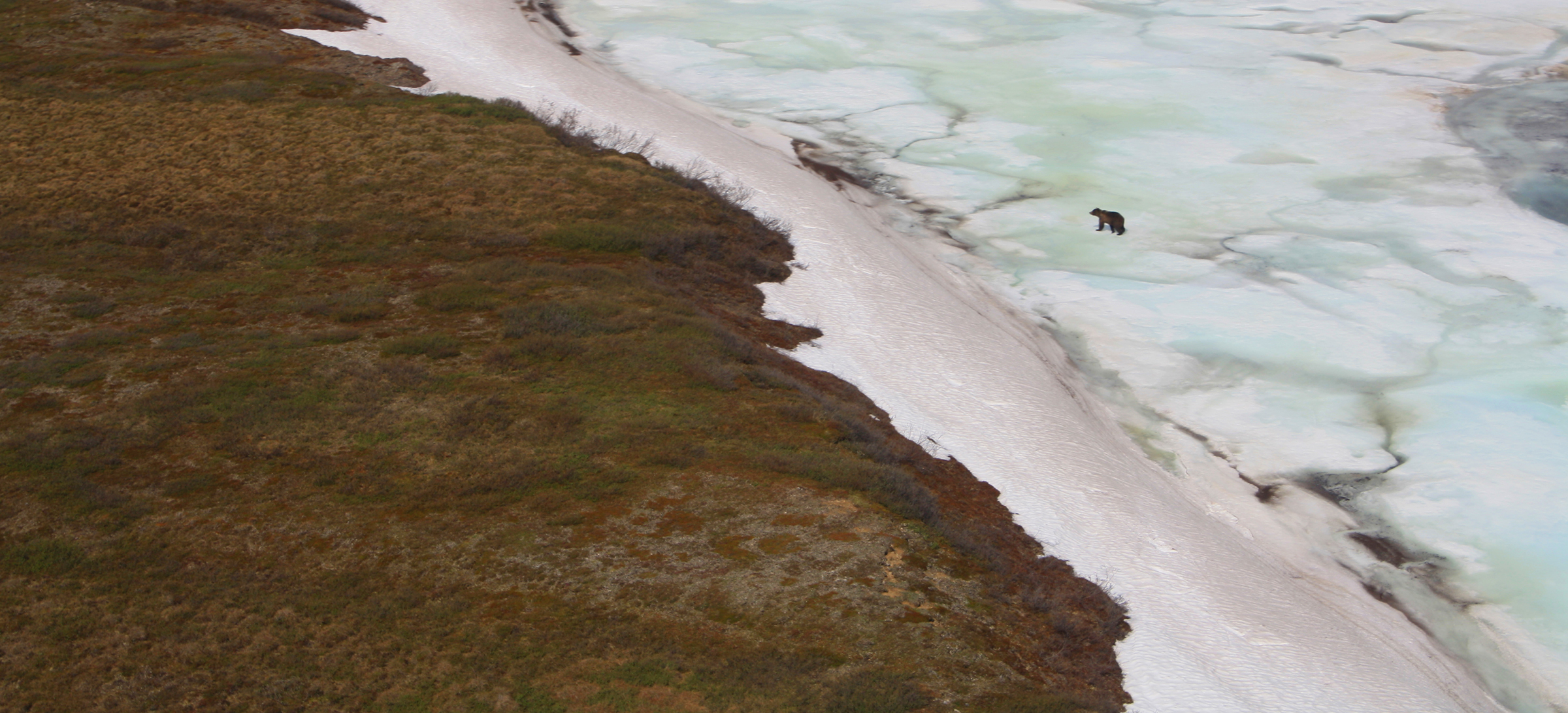 alaska150527b024.jpg A bear walking across the ice during Professor Mark Urban's visit to Alaska.